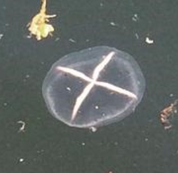 White Cross Jellyfish